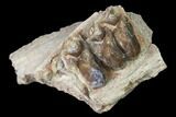 Fossil Horse (Mesohippus) Jaw Section - South Dakota #140891-1